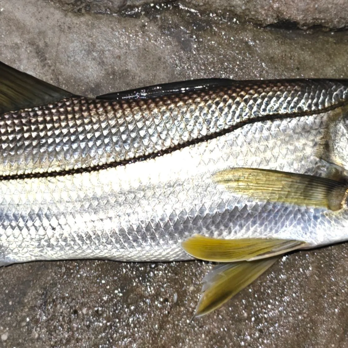 Common snook caught on Fishbrain