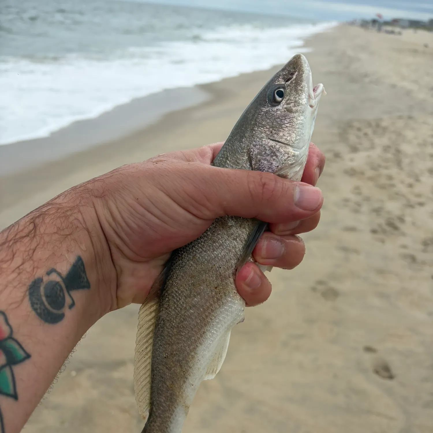 Southern kingcroaker caught on Fishbrain