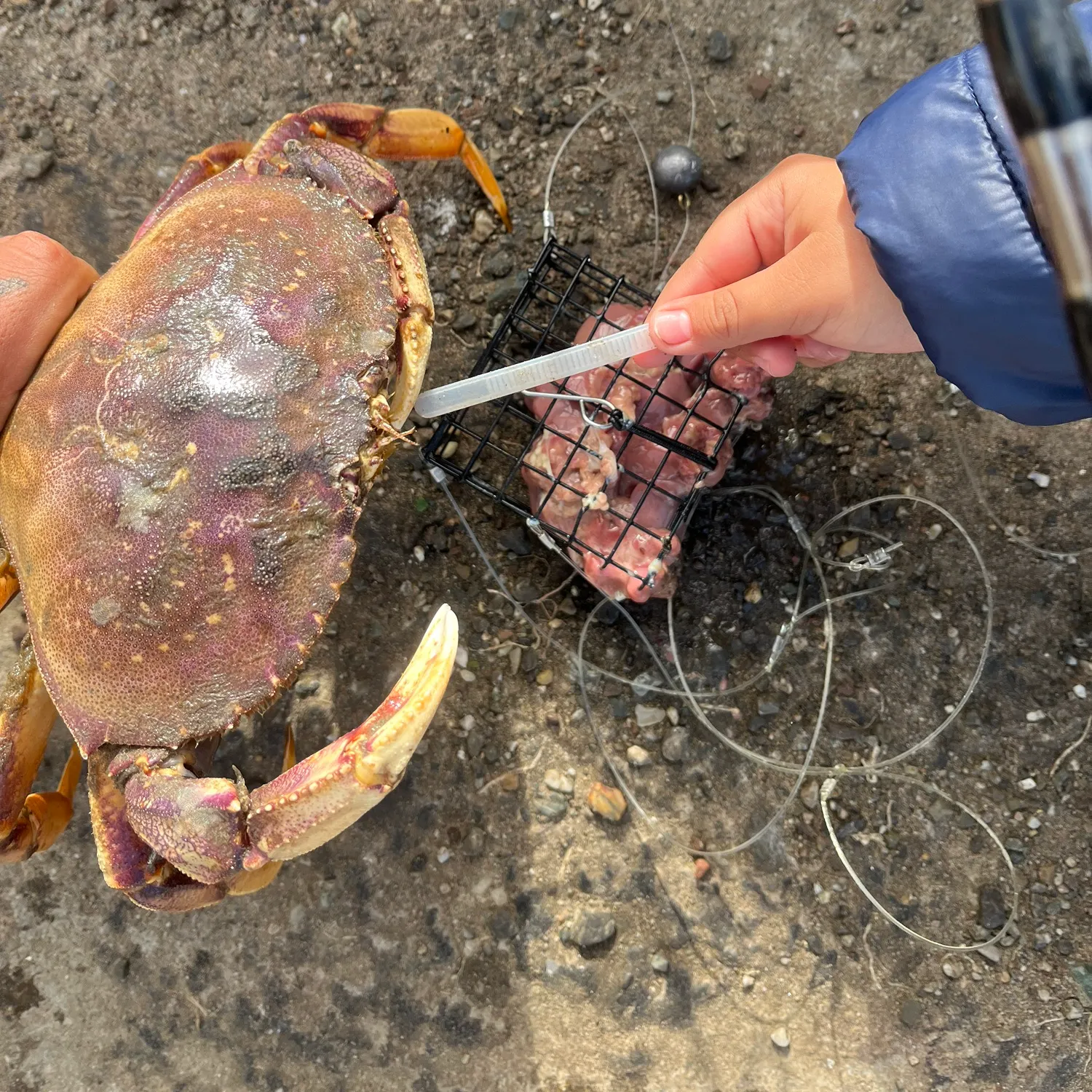 The most recent Dungeness crab catches on Fishbrain