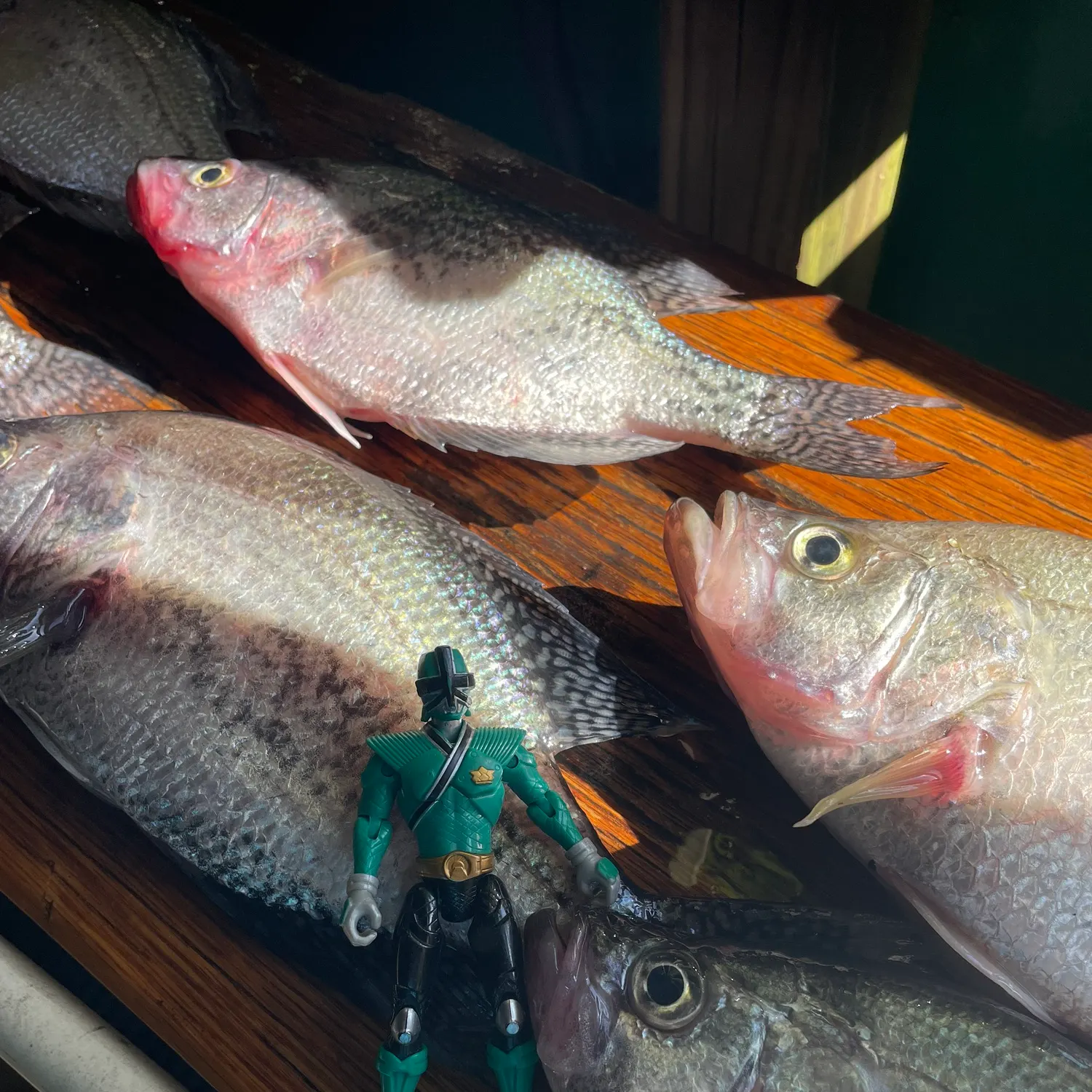 recently logged catches