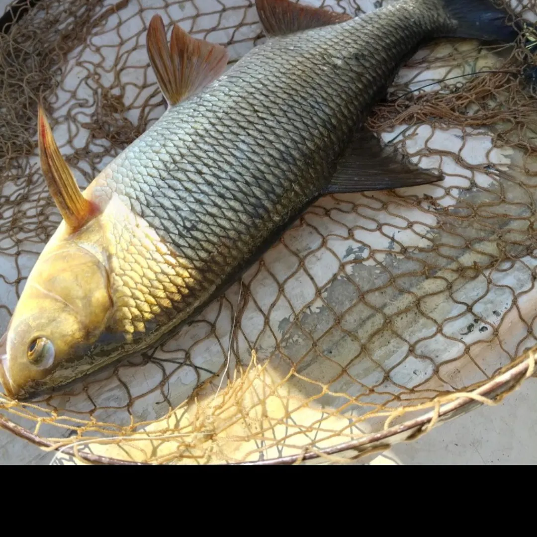 The most recent Ide catches on Fishbrain
