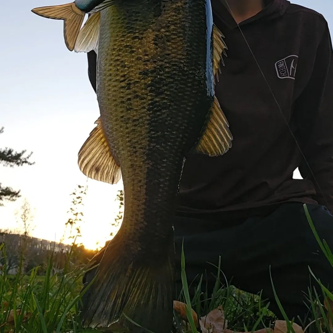 Largemouth bass caught on Fishbrain