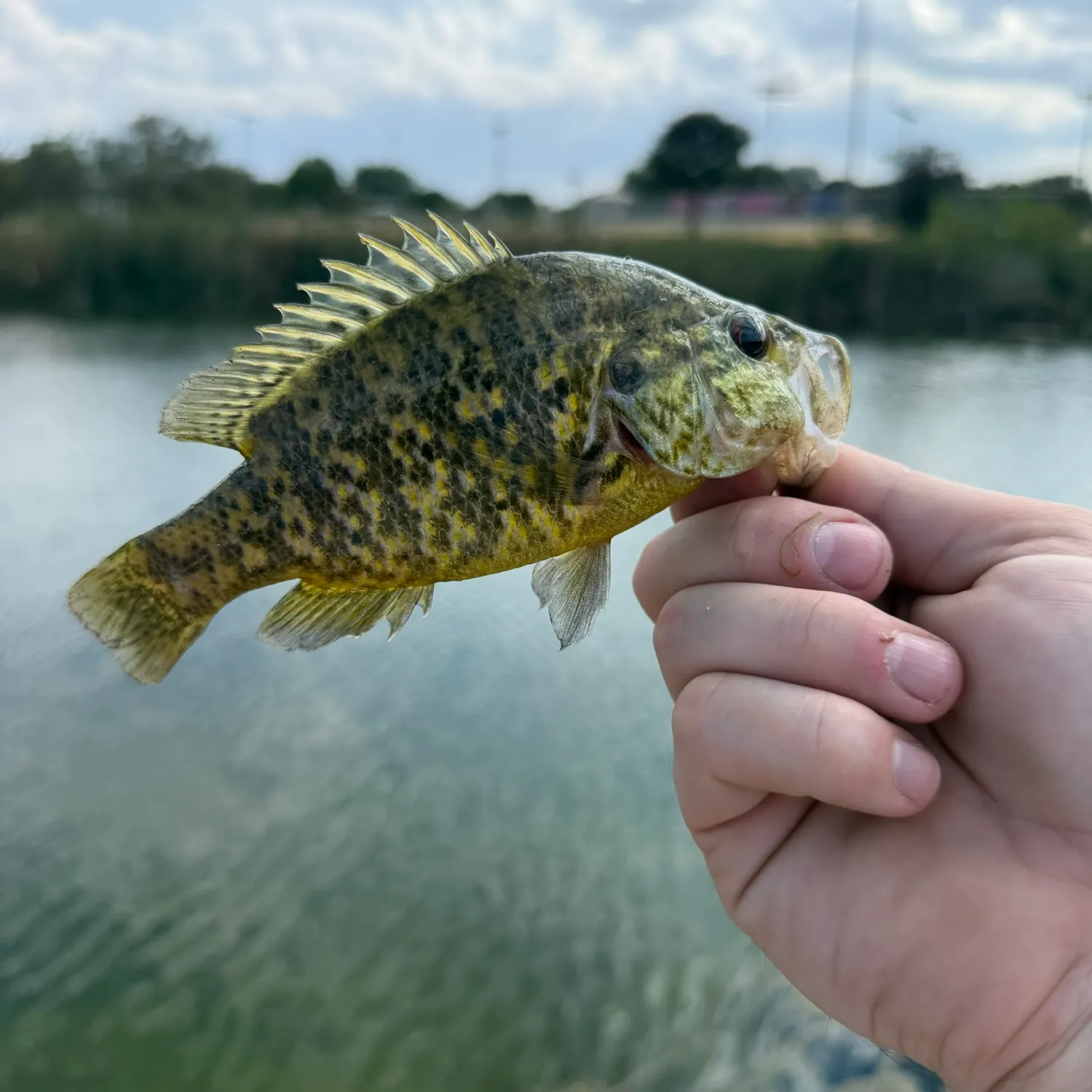 Warmouth caught on Fishbrain