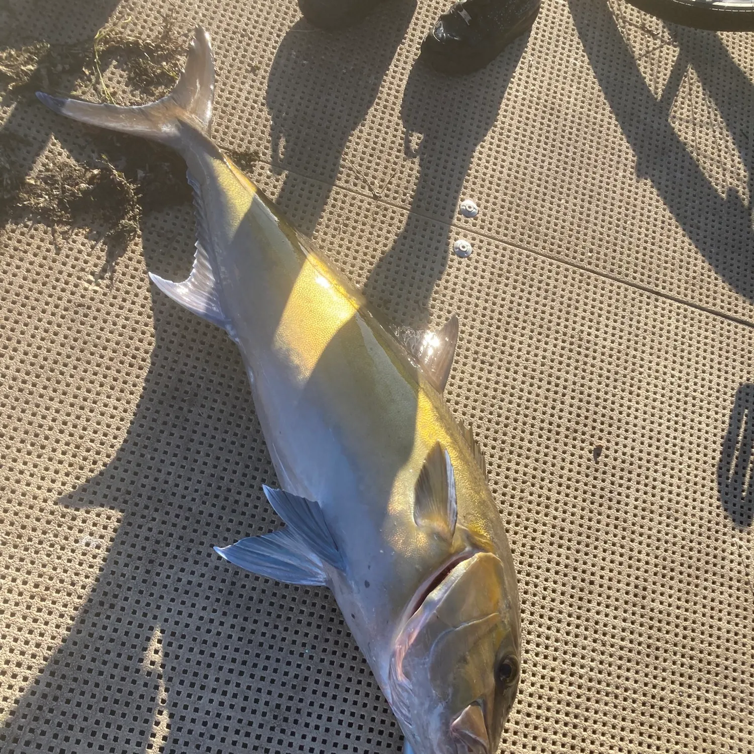 The most recent Samsonfish catches on Fishbrain