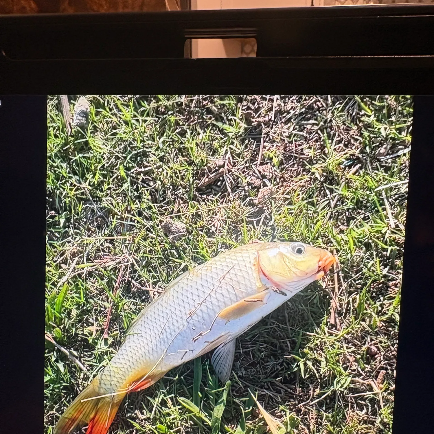 Common carp caught on Fishbrain