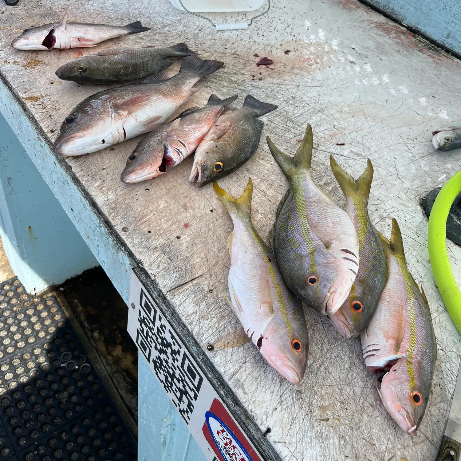 The most recent Yellowtail snapper catches on Fishbrain