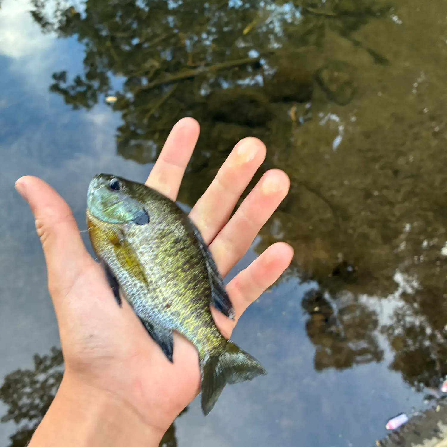 Bluegill caught on Fishbrain
