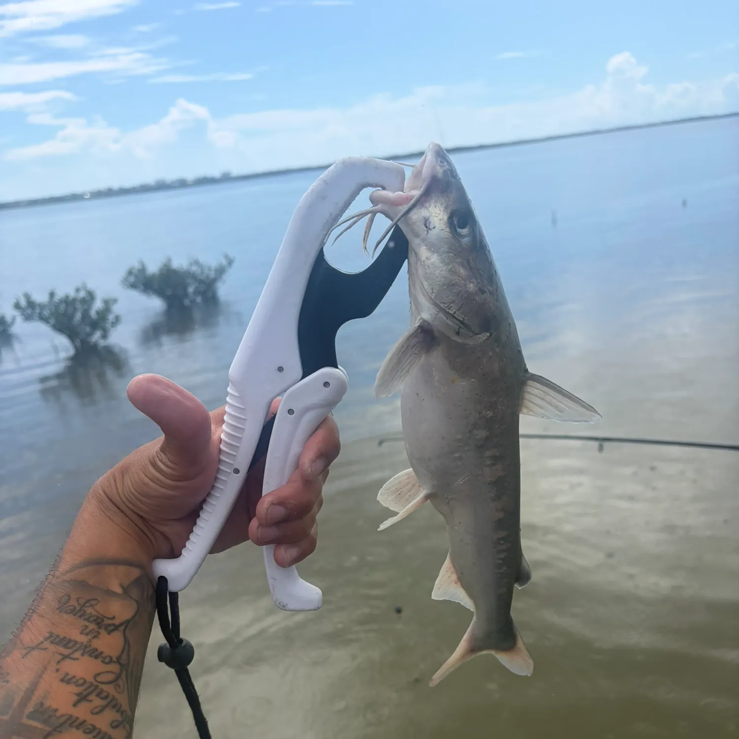 Hardhead sea catfish caught on Fishbrain
