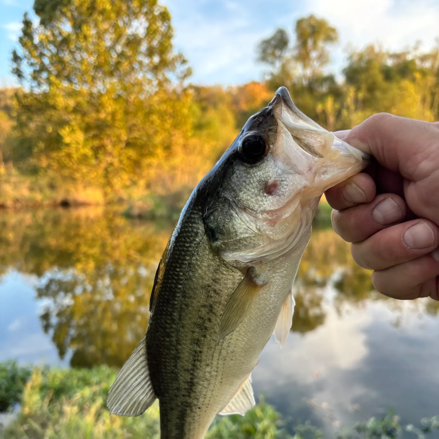Largemouth bass caught on Fishbrain