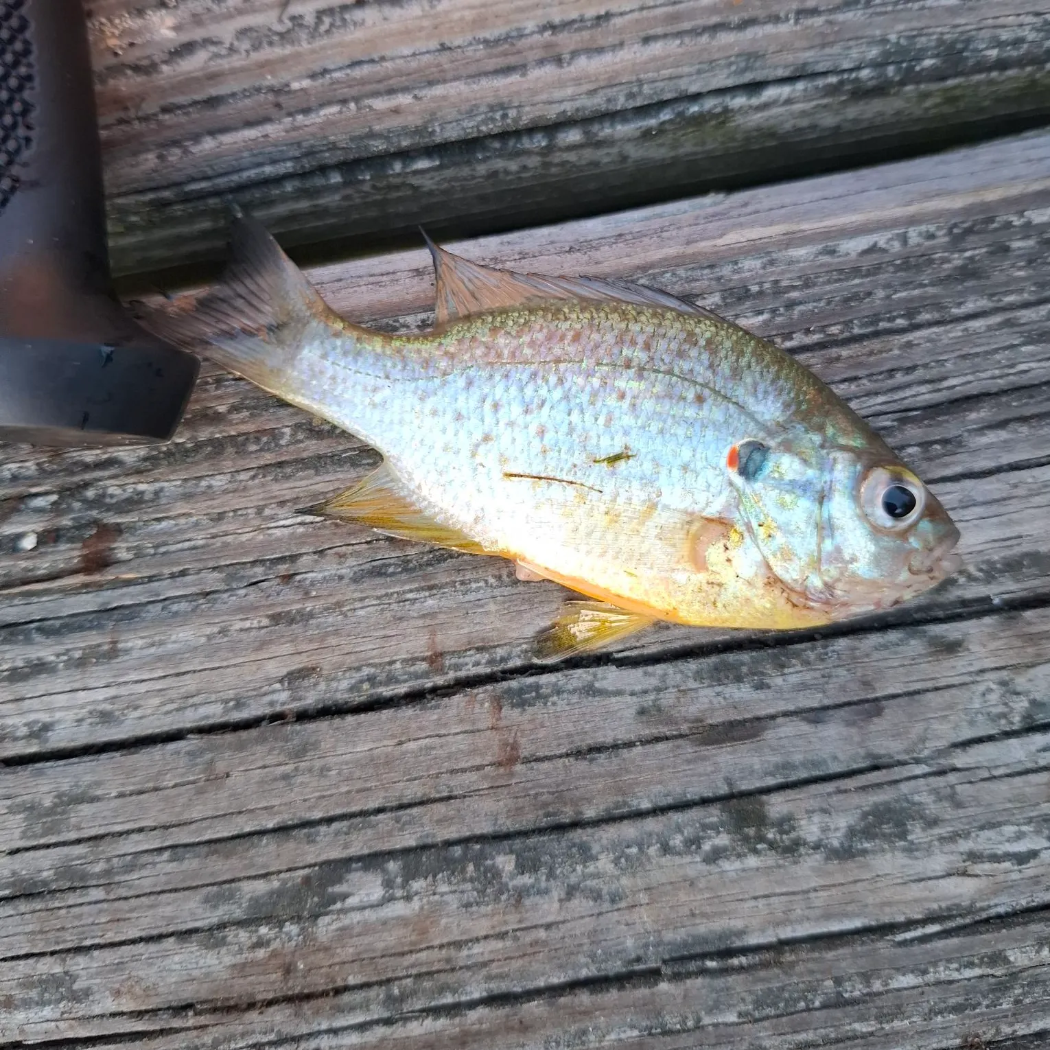 Pumpkinseed caught on Fishbrain