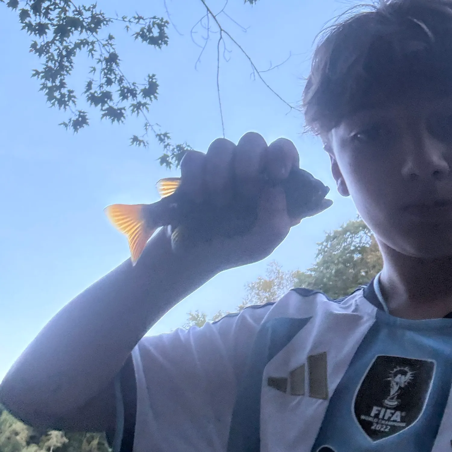 Green sunfish caught on Fishbrain