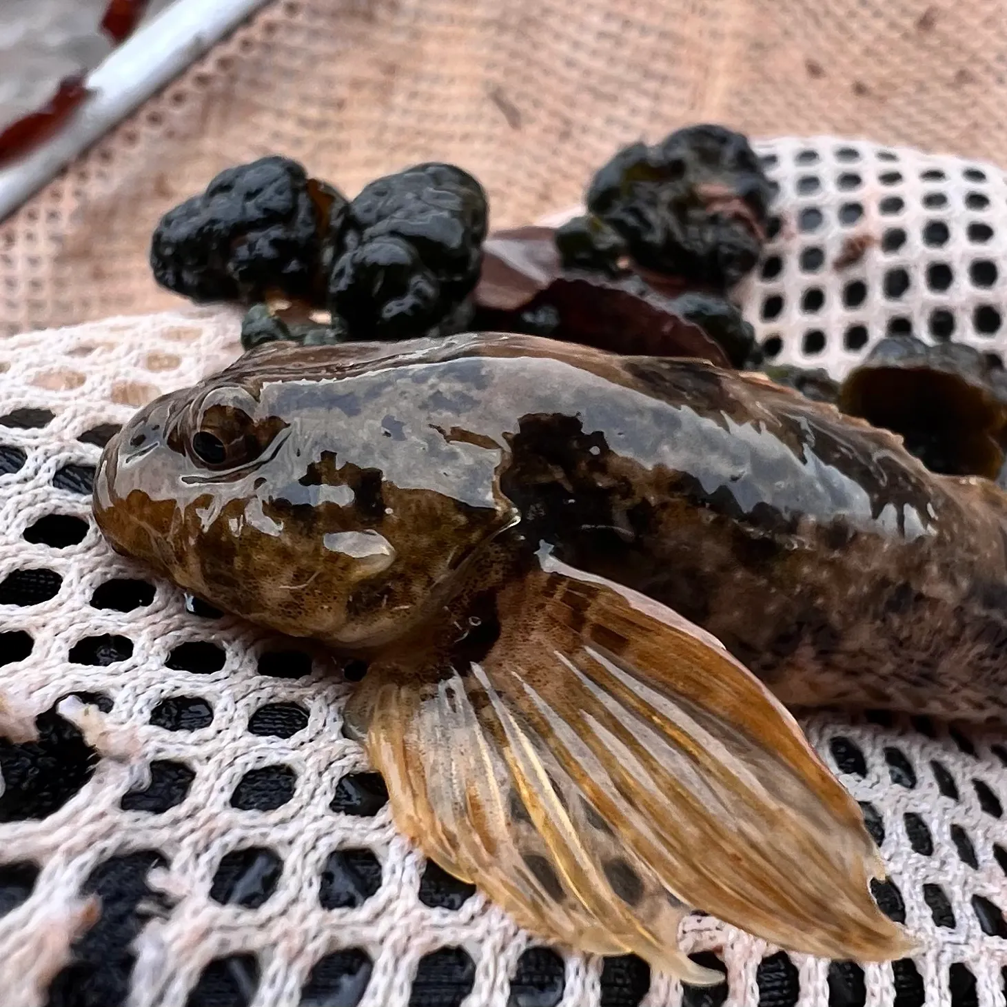 The most recent Mottled sculpin catches on Fishbrain