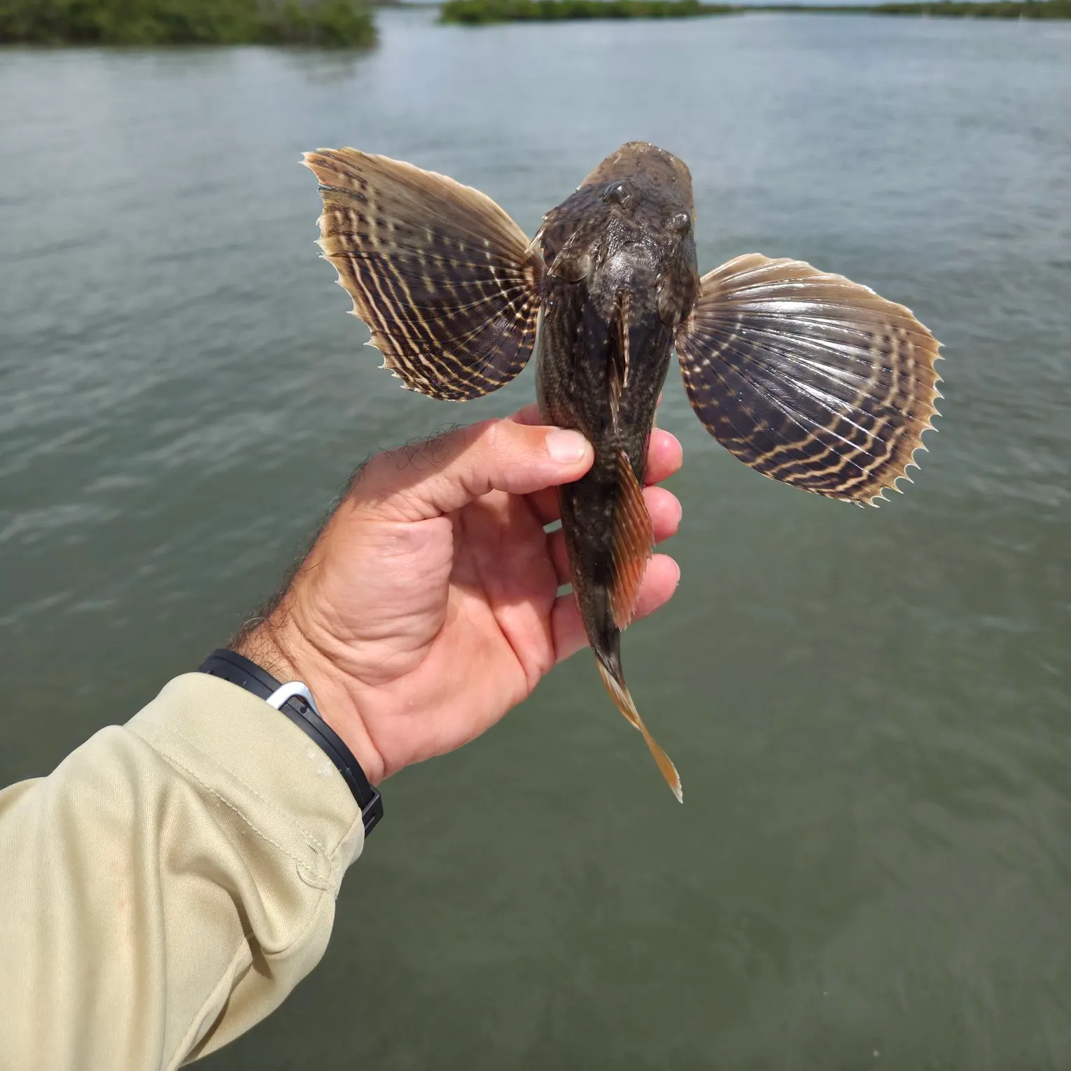 The most recent Bighead searobin catches on Fishbrain