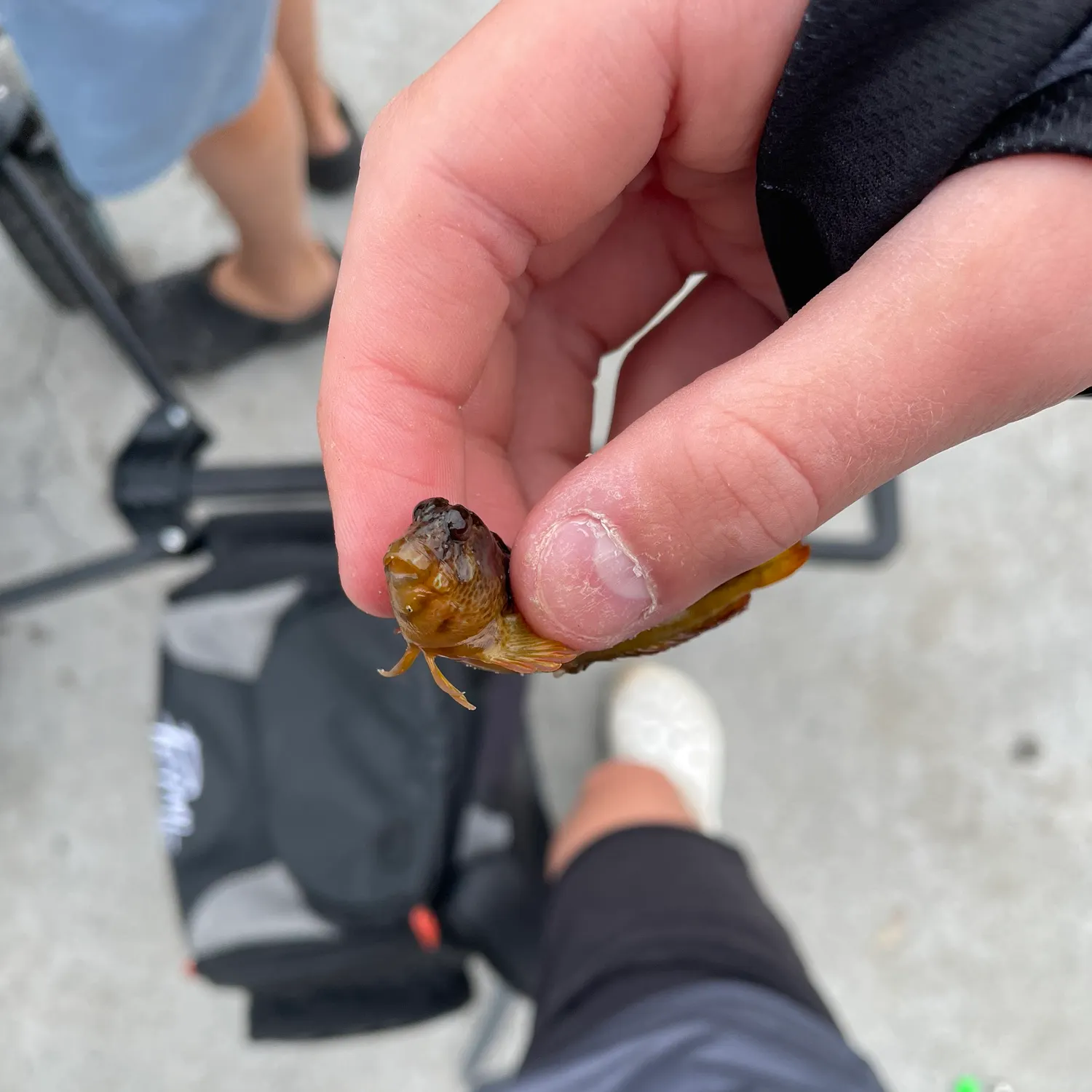 The most recent Round goby catches on Fishbrain