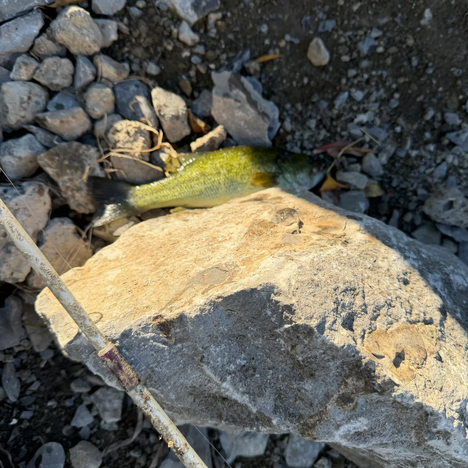 Smallmouth bass caught on Fishbrain