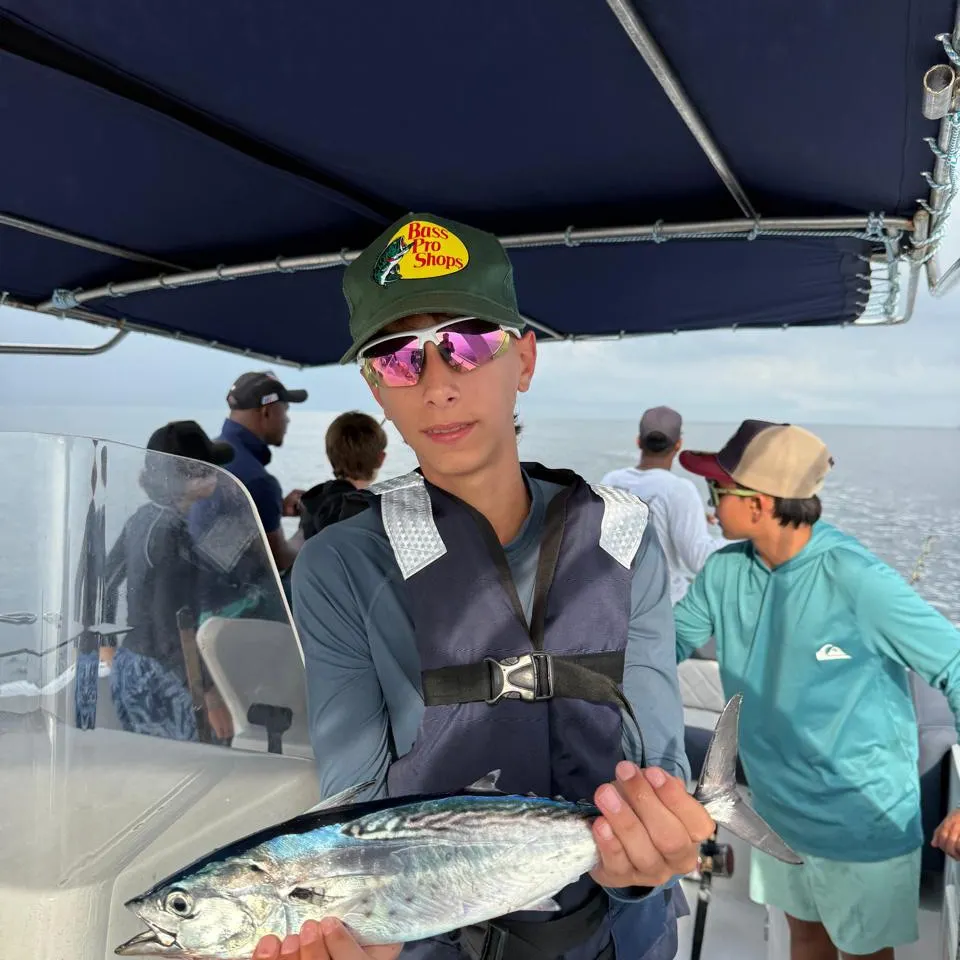 The most recent Striped bonito catches on Fishbrain