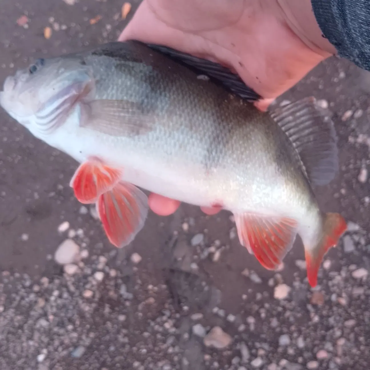 European perch caught on Fishbrain