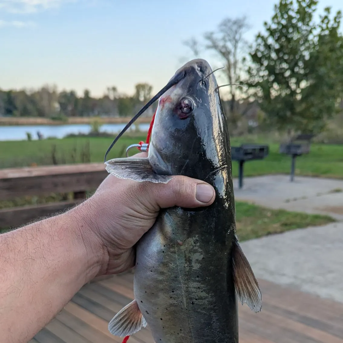 Channel catfish caught on Fishbrain