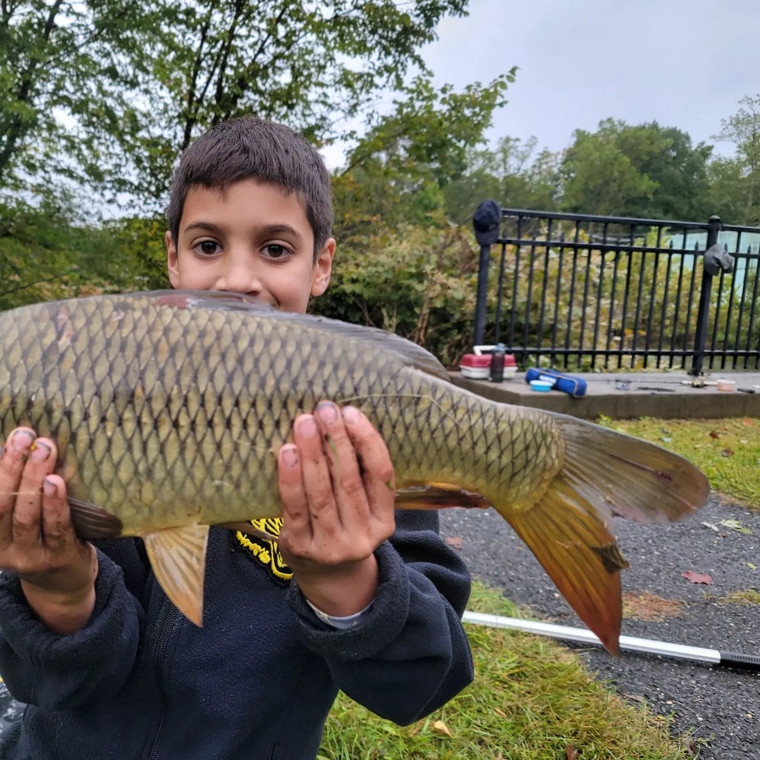 Common carp caught on Fishbrain