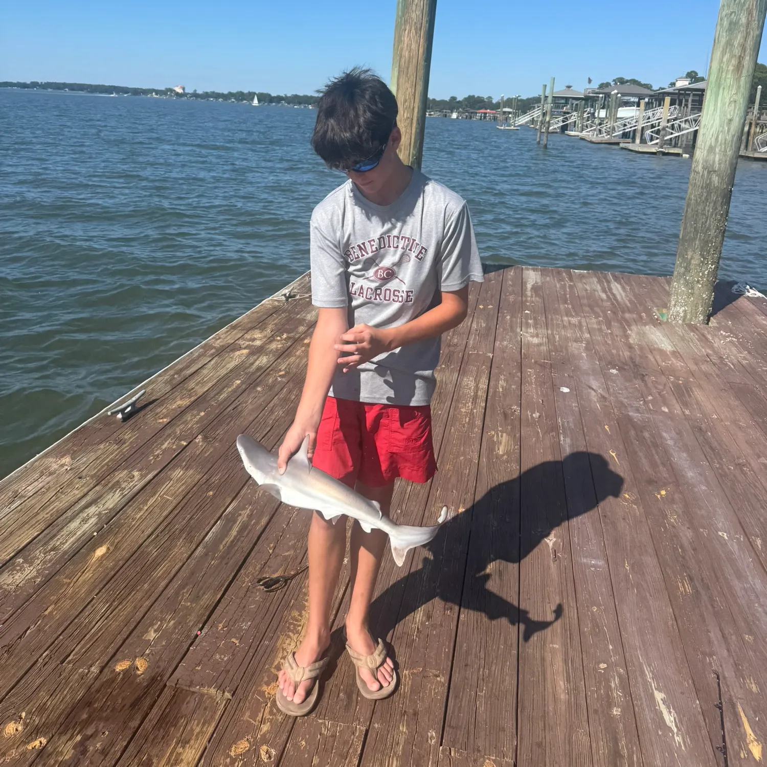 Lemon shark caught on Fishbrain
