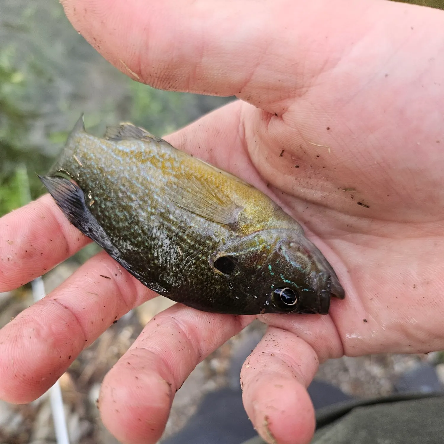 Green sunfish caught on Fishbrain