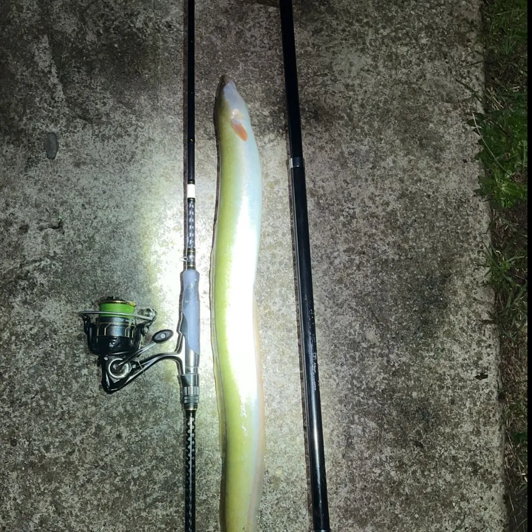 Fish caught on Fishbrain