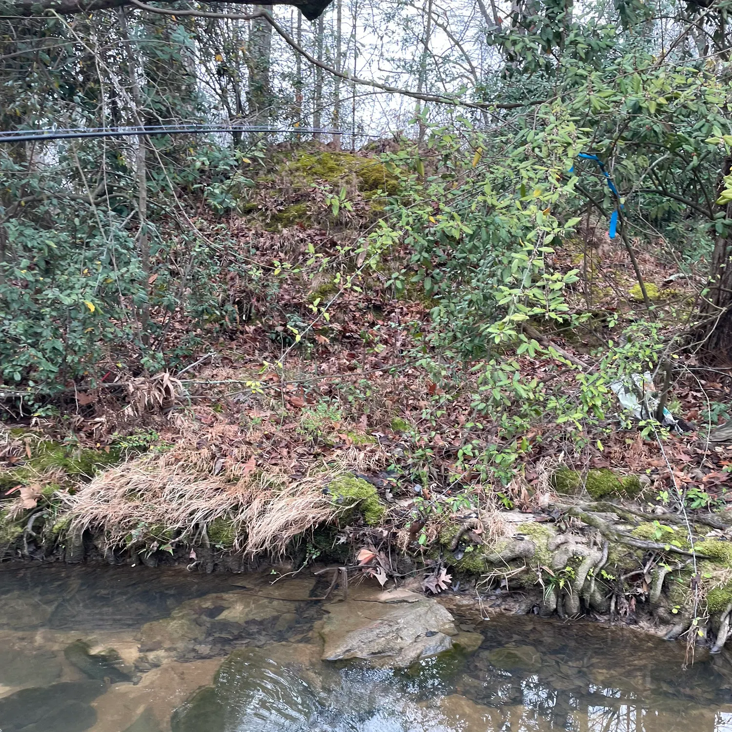 The most recent Northern clearwater crayfish catches on Fishbrain