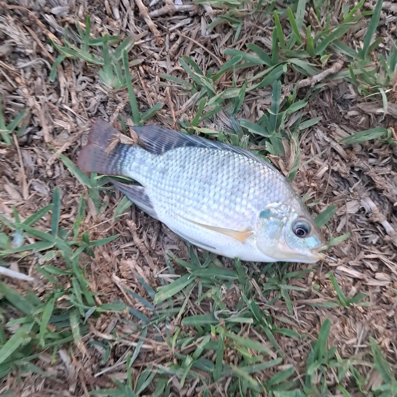 Nile tilapia caught on Fishbrain