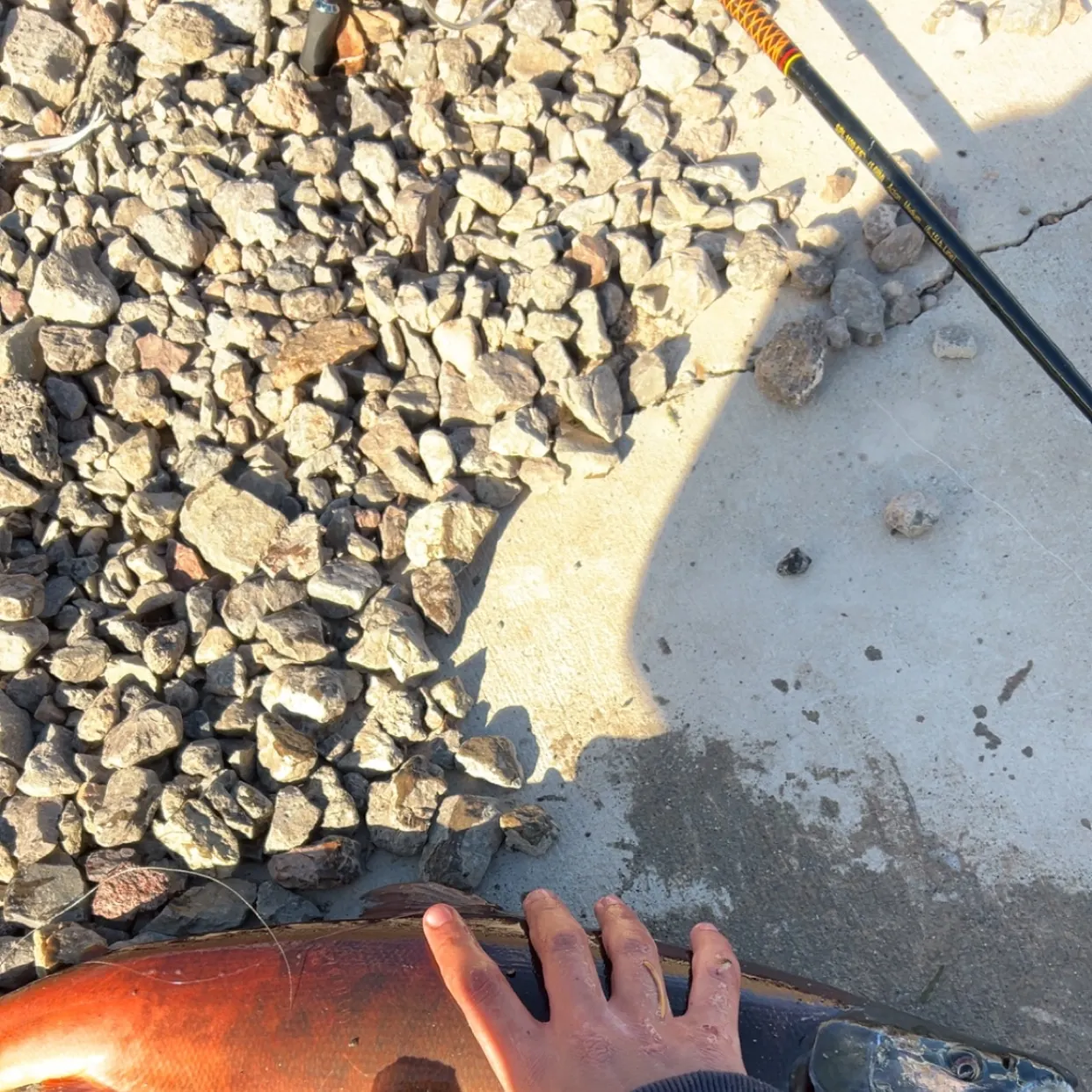 The most recent Kokanee salmon catches on Fishbrain