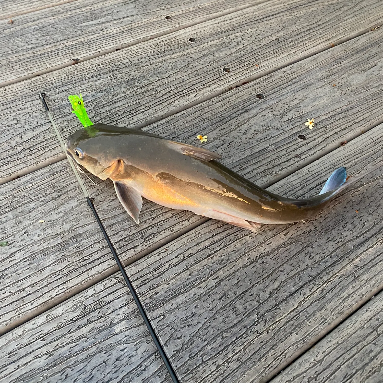 recently logged catches