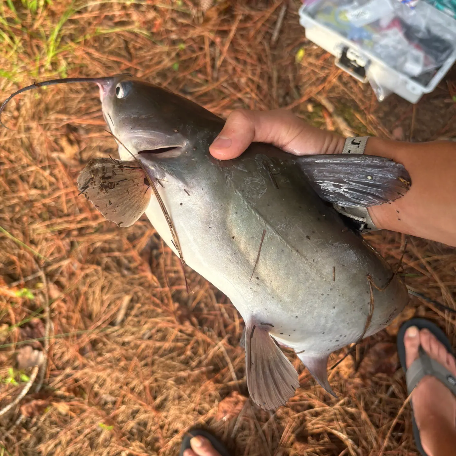 Channel catfish caught on Fishbrain