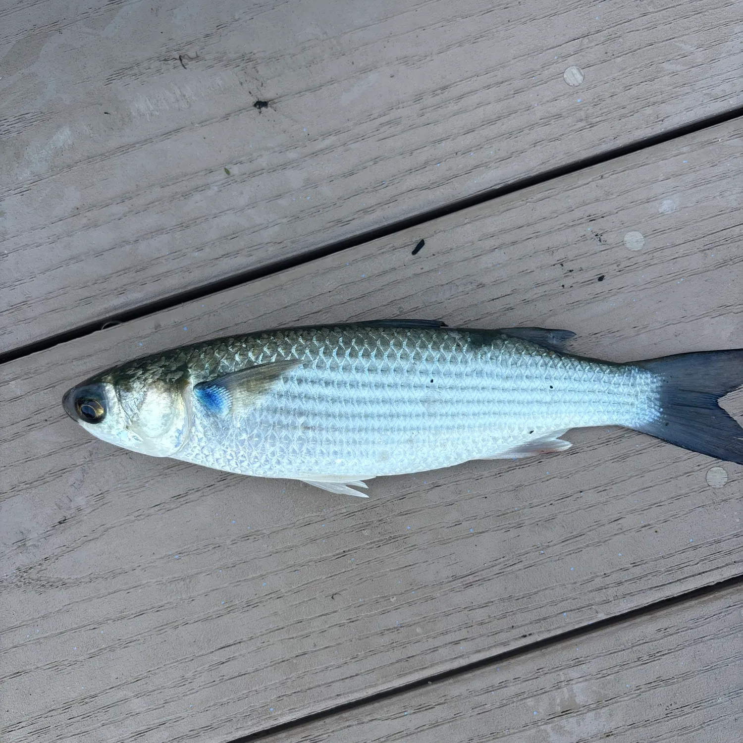 Striped mullet caught on Fishbrain