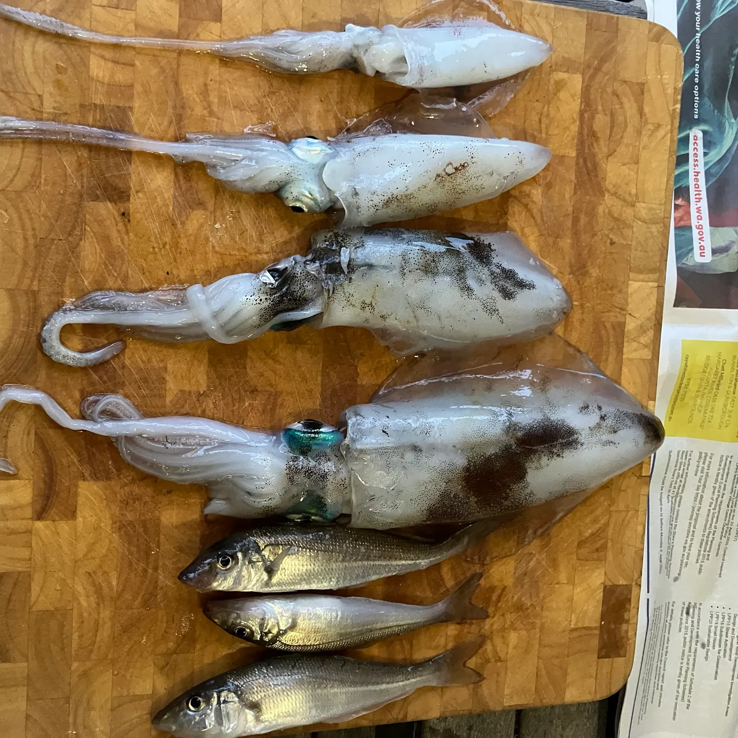 recently logged catches