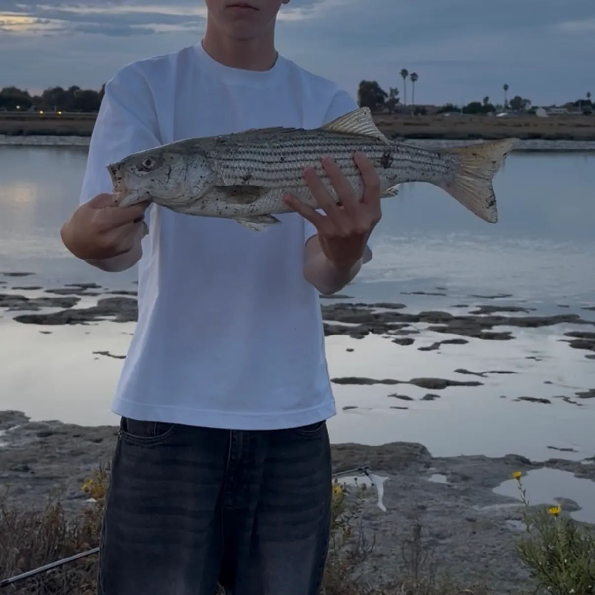 Striped bass caught on Fishbrain
