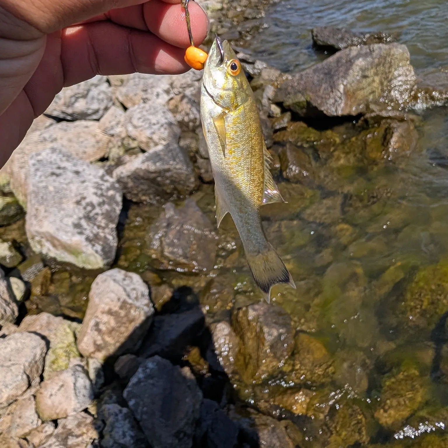 Striped bass caught on Fishbrain
