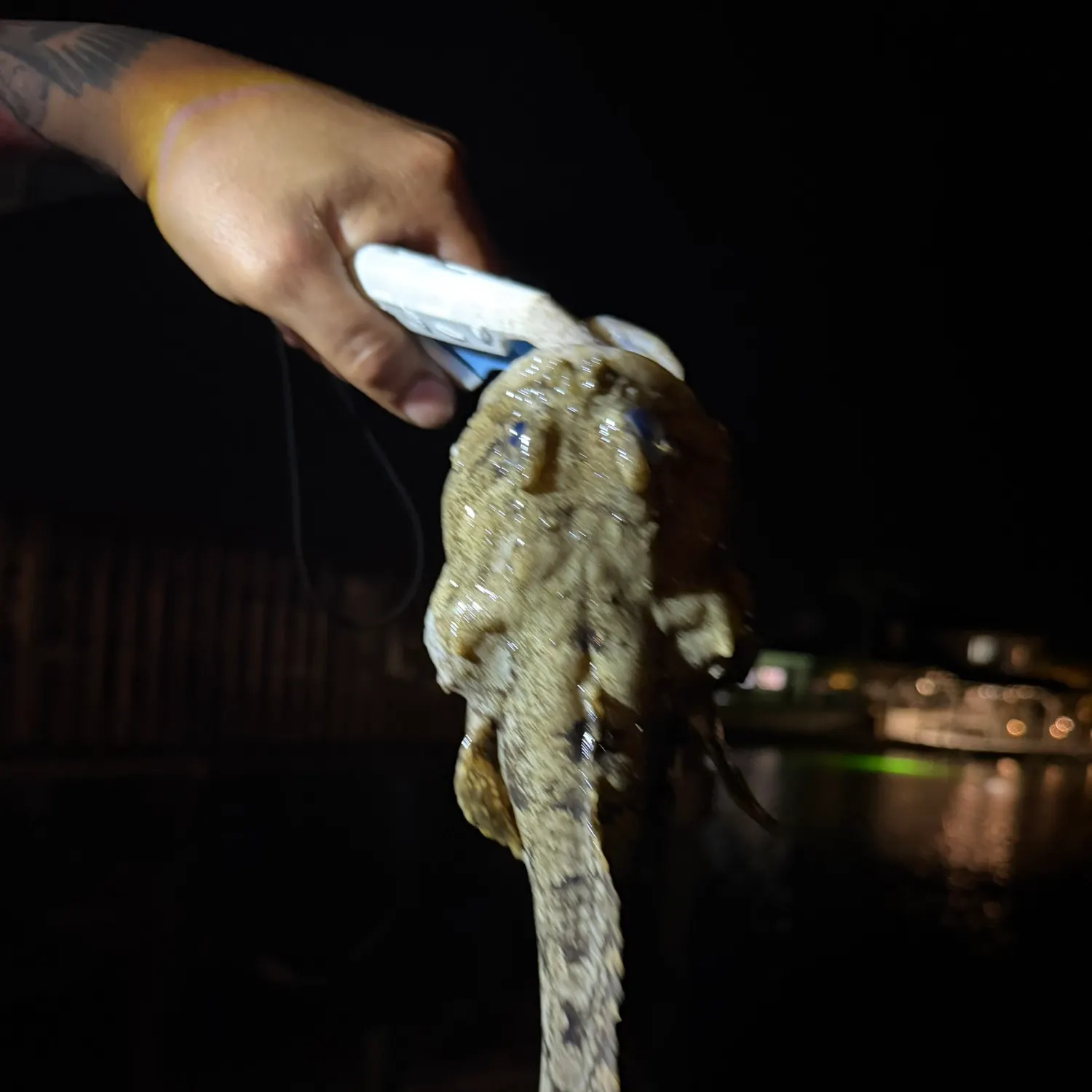 The most recent Oyster toadfish catches on Fishbrain