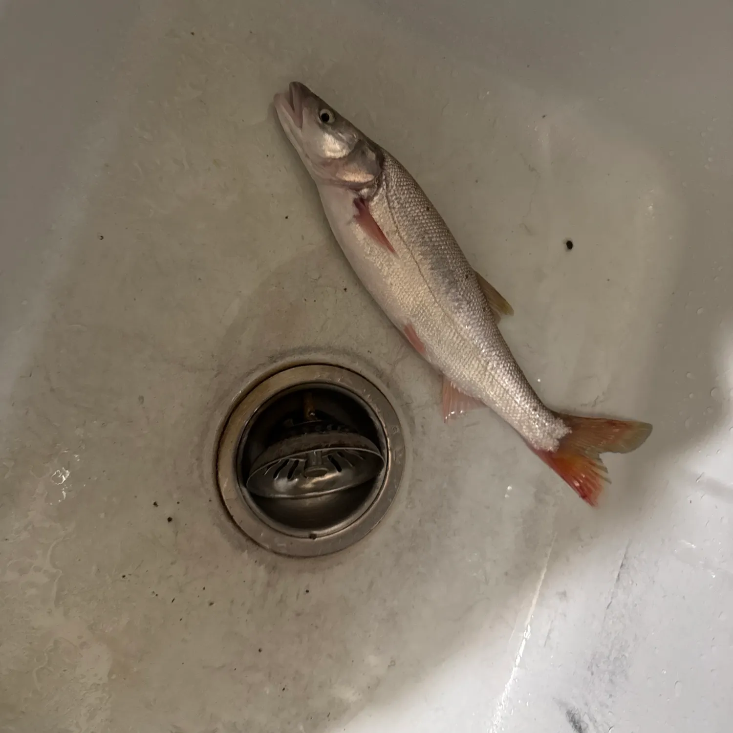 Northern pikeminnow caught on Fishbrain