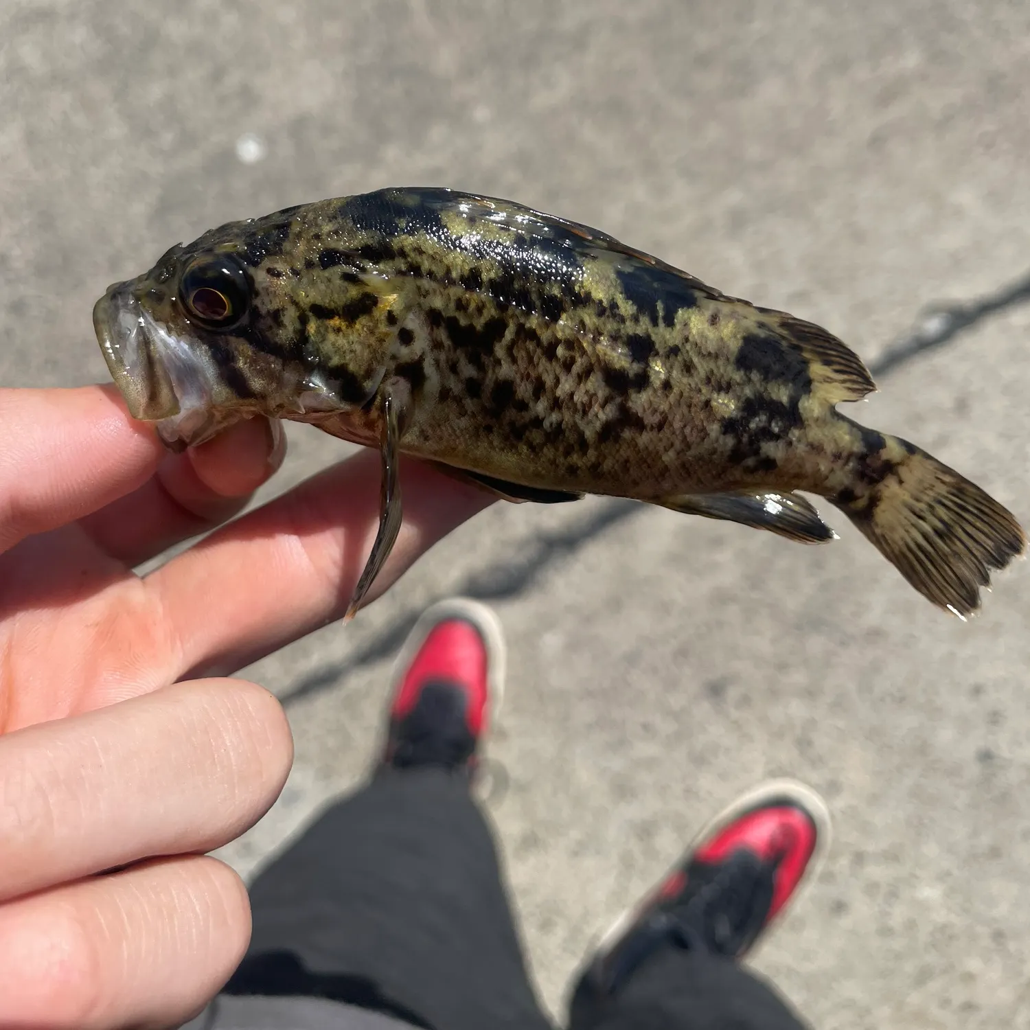 The most recent Red-spotted rockfish catches on Fishbrain