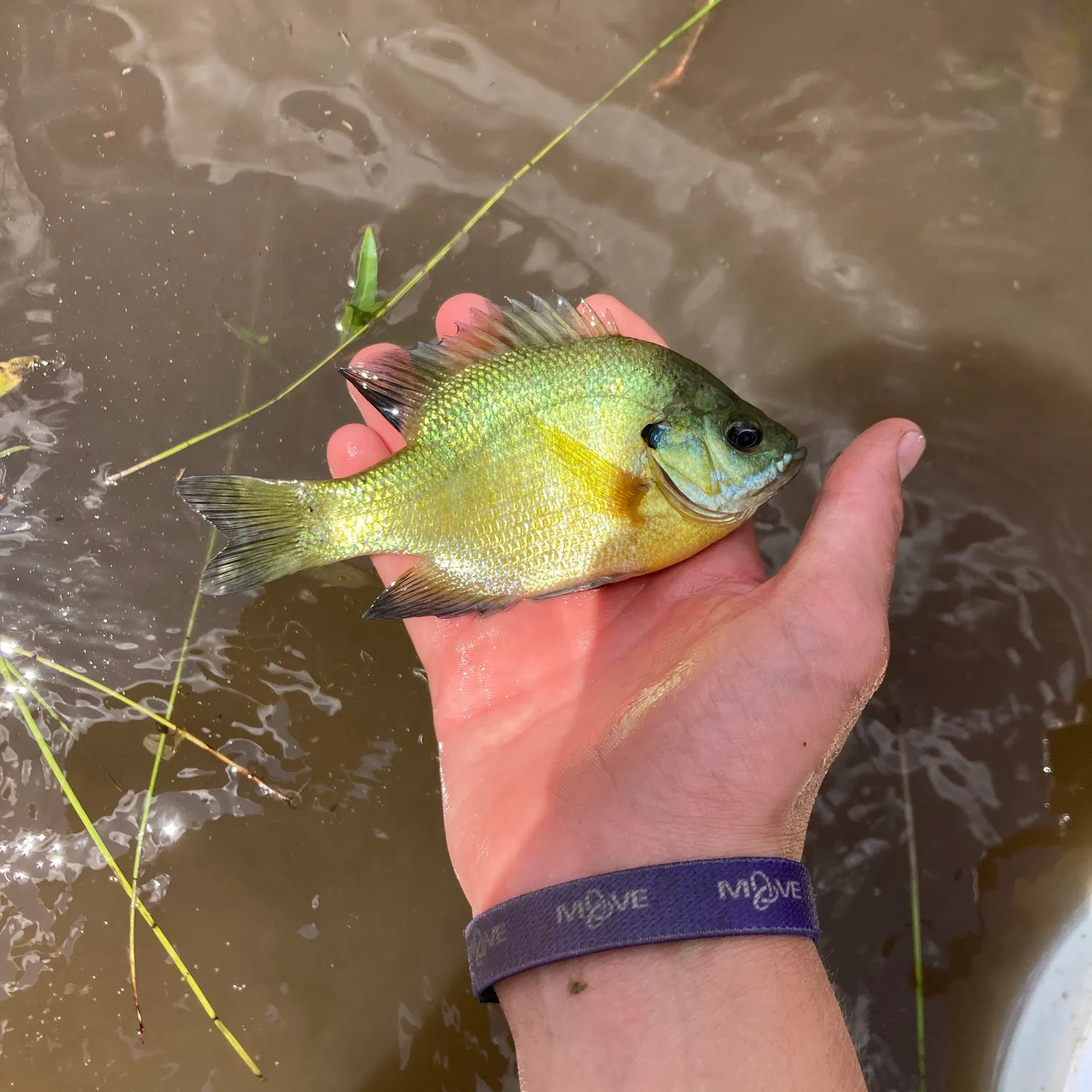 The most recent Bluegill catches on Fishbrain