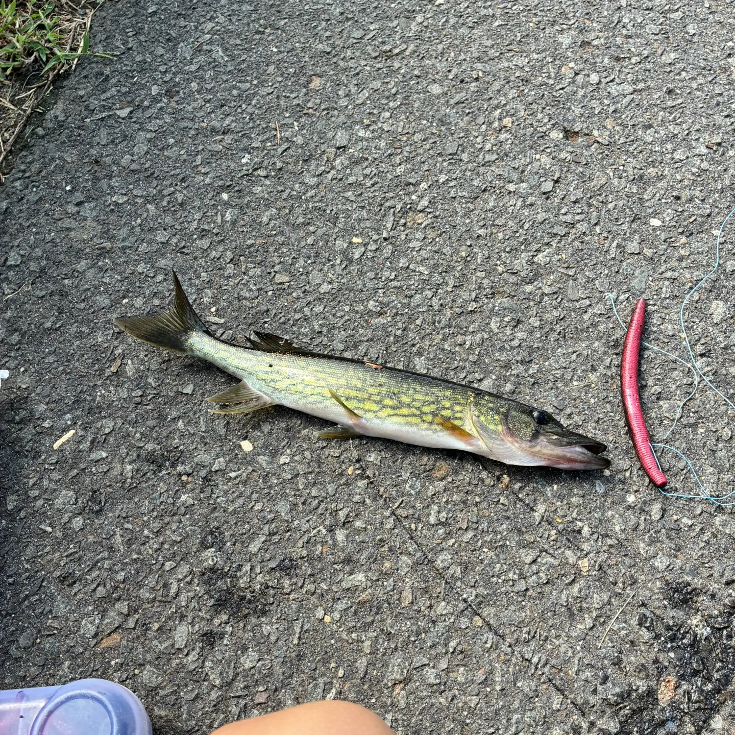 Chain pickerel caught on Fishbrain