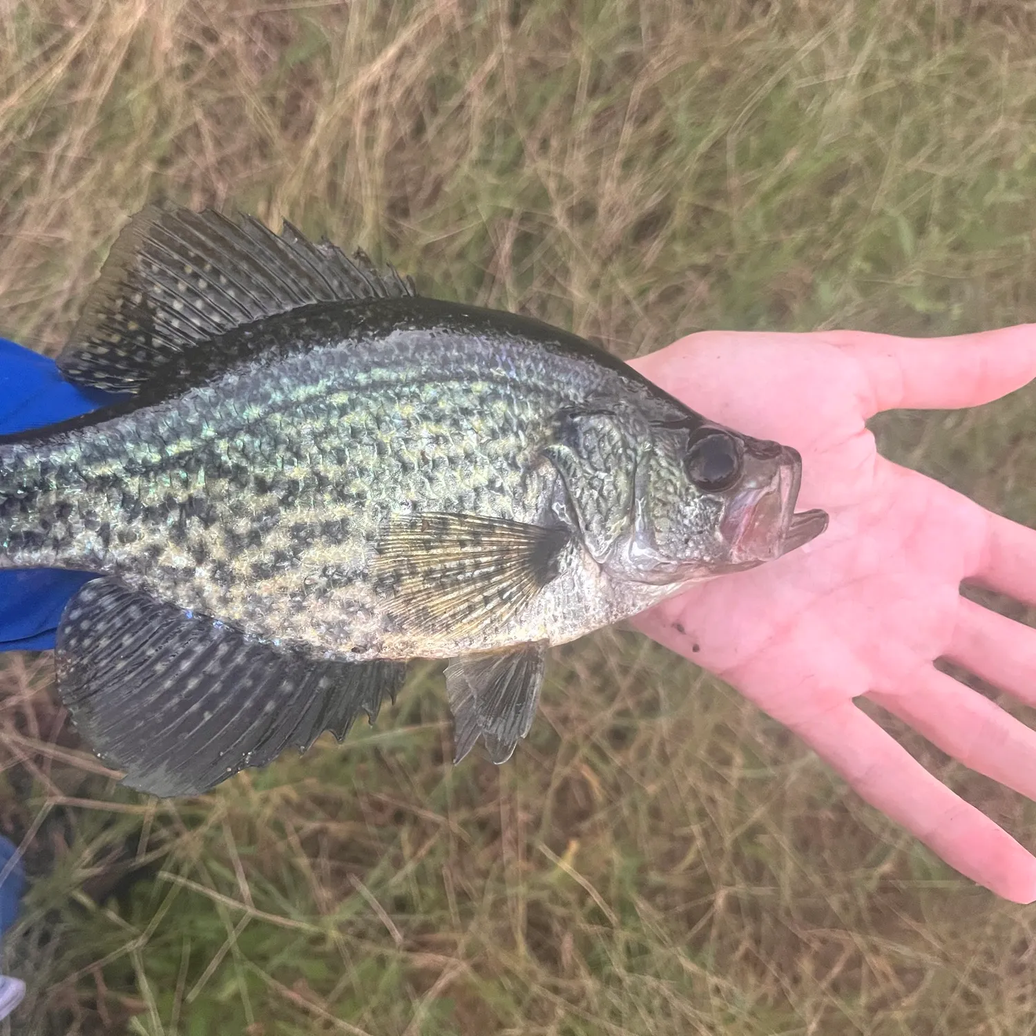 Black crappie caught on Fishbrain