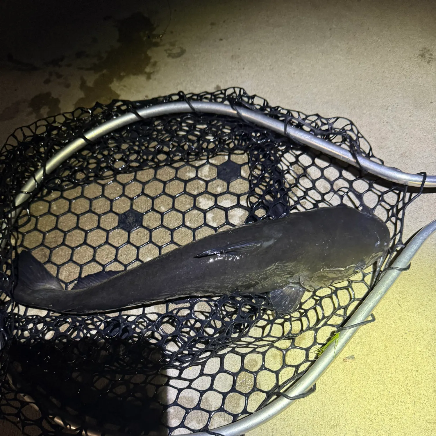 Channel catfish caught on Fishbrain