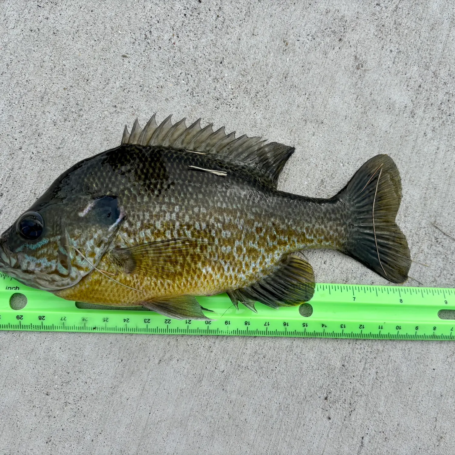 Longear sunfish caught on Fishbrain