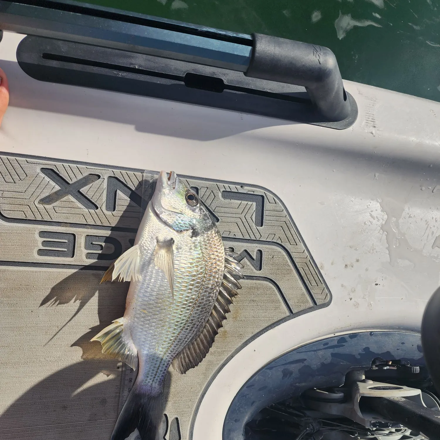 Surf bream caught on Fishbrain