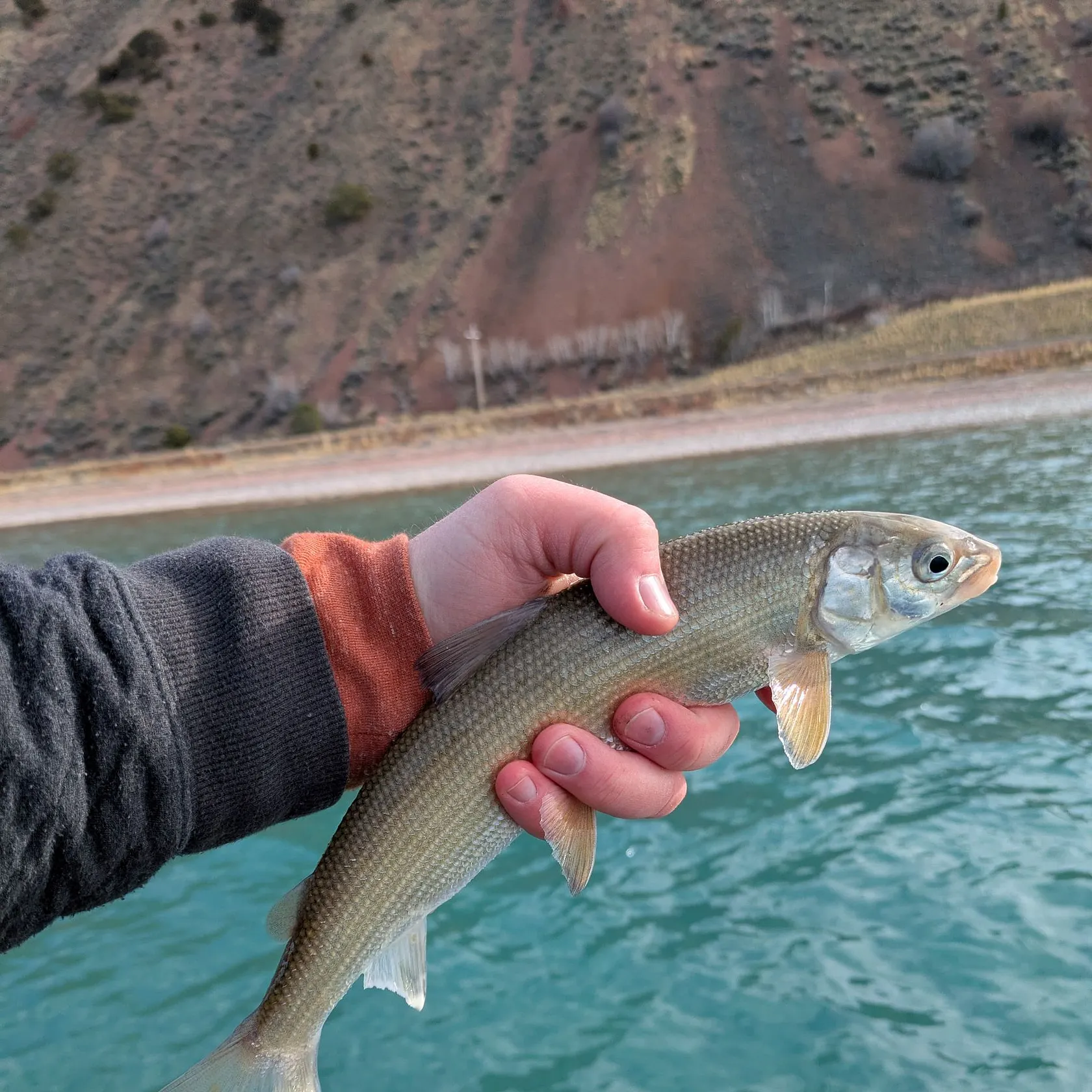 The most recent Bonneville whitefish catches on Fishbrain