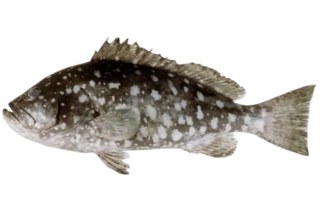 White-blotched grouper