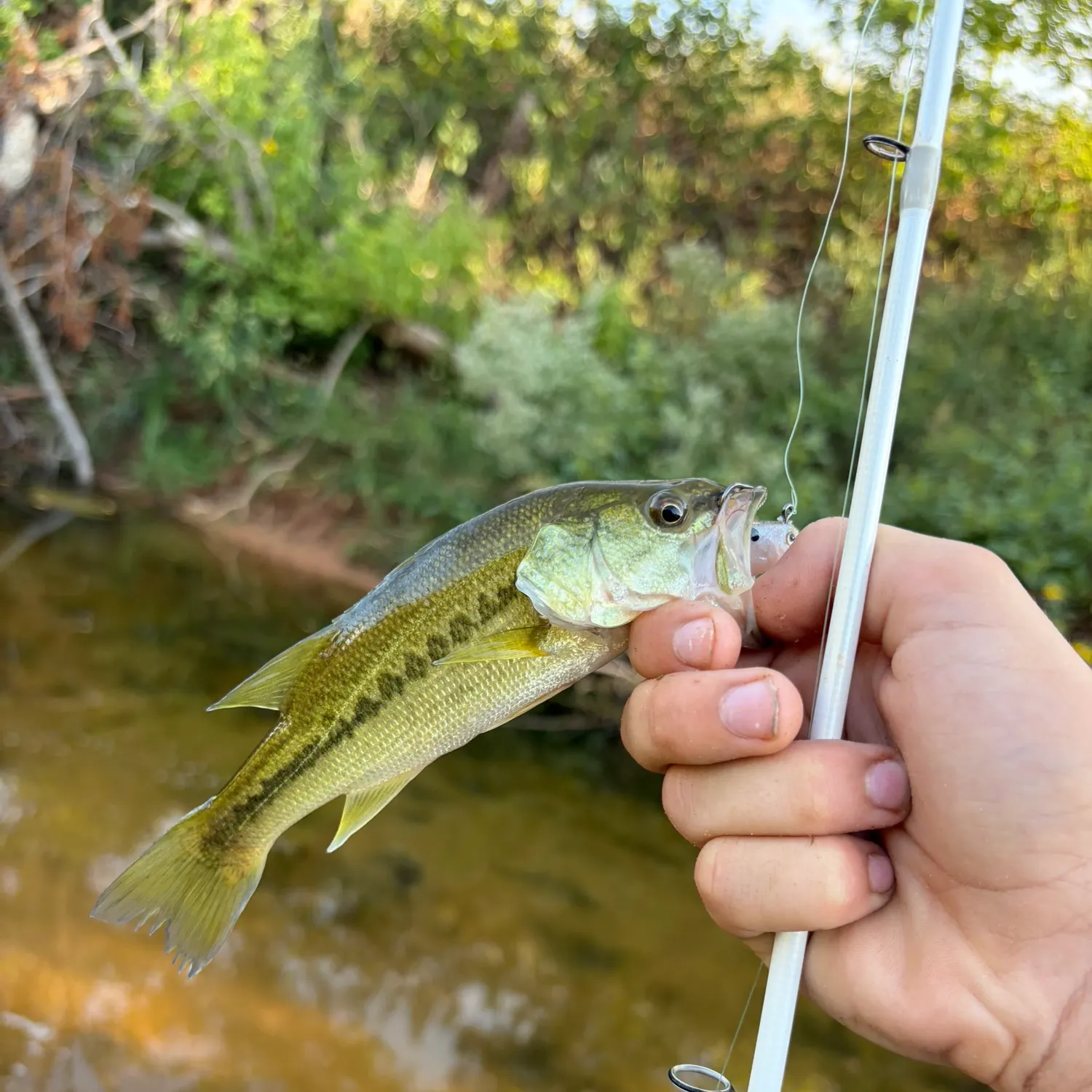 Spotted bass caught on Fishbrain