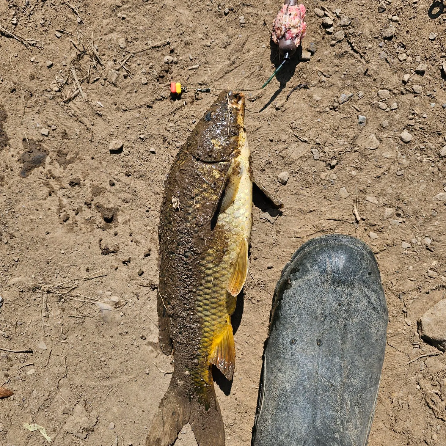Common carp caught on Fishbrain