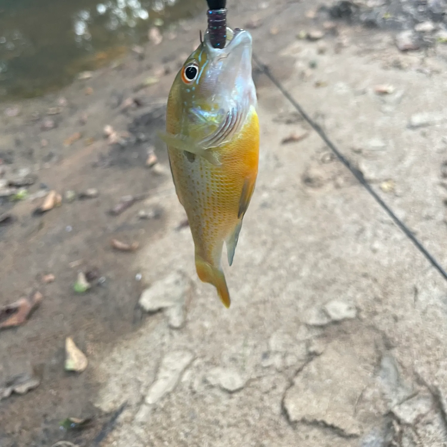 Fish caught on Fishbrain