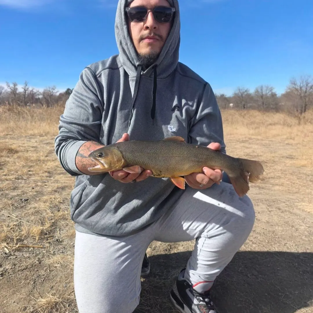 The most recent Snake River fine-spotted cutthroat trout catches on Fishbrain